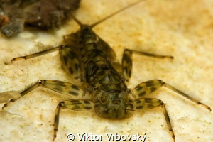 Monster of the River Current II. - Naiad of Mayfly (Ephem... by Viktor Vrbovský 